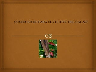 CONDICIONES PARA EL CULTIVO DEL CACAO
 