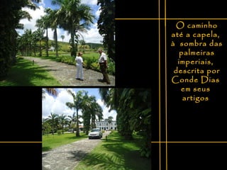 O caminho até a capela,  à  sombra das palmeiras imperiais,  descrita por Conde Dias  em seus  artigos  
