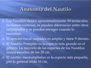    Los Nautilos tienen aproximadamente 90 tentáculos,
    no tienen ventosas, se pueden diferenciar entre otros
    cefalópodos y se pueden encoger cuando lo
    necesitan.
   El aparato bucal raspador es amplio y tiene 9 dientes.
   El Nautilo Pompilio es la especie más grande en el
    género. La mayoría de las especies de los Nautilos
    nunca exceden de los 20 cm.
   El nautilo macromphalus es la especie más pequeña,
    por lo general mide 16 cm.
 