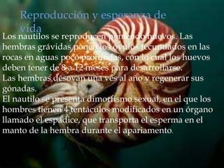 Reproducción y esperanza de
    vida
Los nautilos se reproducen poniendo huevos. Las
hembras grávidas ponen los óvulos fecundados en las
rocas en aguas poco profundas, con lo cual los huevos
deben tener de 8 a 12 meses para desarrollarse.
Las hembras desovan una ves al año y regenerar sus
gónadas.
El nautilo se presenta dimorfismo sexual, en el que los
hombres tienen 4 tentáculos modificados en un órgano
llamado el espádice, que transporta el esperma en el
manto de la hembra durante el apariamento.
 