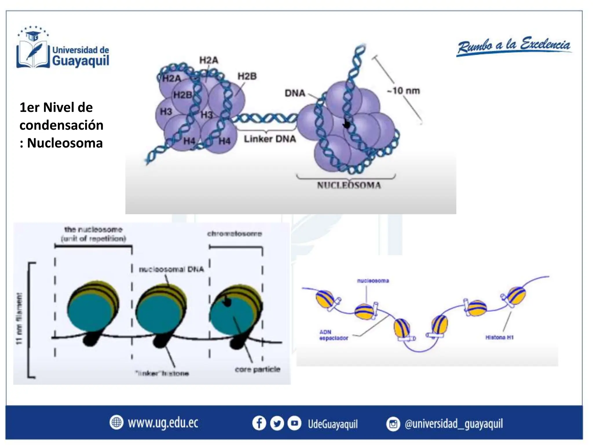 Condensacion del DNA y sus fases de compactacion .pptx