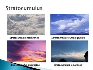 Stratocumulus castellanus Stratocumulus cumulogenitus
Stratocumulus lacunosusStratocumulus duplicatos
 