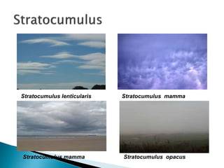 Stratocumulus lenticularis Stratocumulus mamma
Stratocumulus mamma Stratocumulus opacus
 