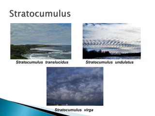Stratocumulus translucidus Stratocumulus undulatus
Stratocumulus virga
 