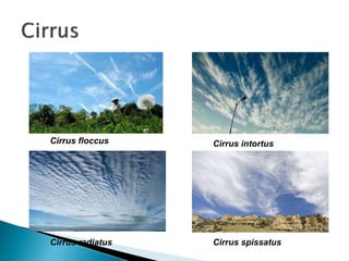 Cirrus floccus Cirrus intortus
Cirrus radiatus Cirrus spissatus
 