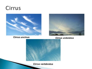 Cirrus uncinus Cirrus undulatus
Cirrus vertebratus
 