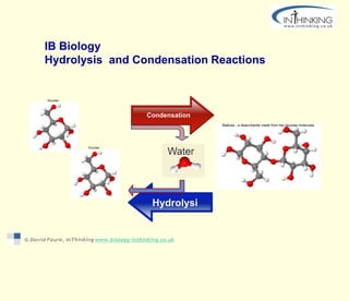 IB Biology
Hydrolysis and Condensation Reactions
Hydrolysi
s
Condensation
Glucose
Maltose - a disaccharide made from two glucose molecules
Glucose
 