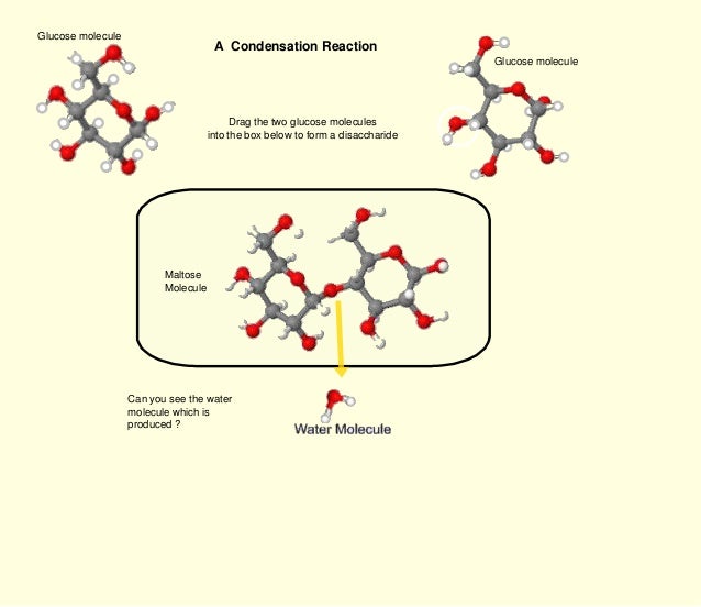draw diagrams to illustrate condensation and hydrolysis reactions condensation hydrolysis draw diagrams to illustrate condensation and hydrolysis reactions condensation hydrolysis