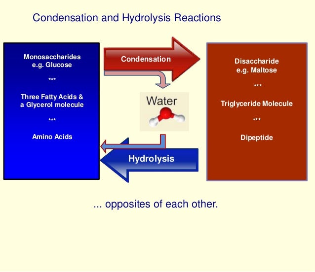 draw diagrams to illustrate condensation and hydrolysis reactions condensation hydrolysis draw diagrams to illustrate condensation and hydrolysis reactions condensation hydrolysis