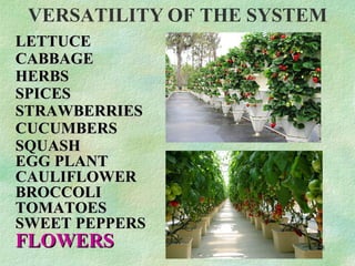 VERSATILITY   OF THE SYSTEM LETTUCE CABBAGE HERBS SPICES STRAWBERRIES CUCUMBERS SQUASH EGG PLANT CAULIFLOWER BROCCOLI TOMATOES SWEET PEPPERS FLOWERS 