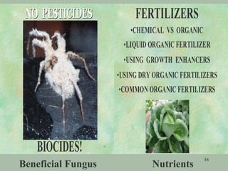 Beneficial Fungus Nutrients 