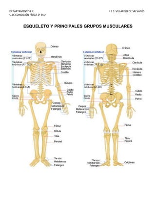 DEPARTAMENTO E.F. I.E.S. VILLAREJO DE SALVANÉS
U.D. CONDICIÓN FÍSICA 2º ESO
ESQUELETO Y PRINCIPALES GRUPOS MUSCULARES
 
