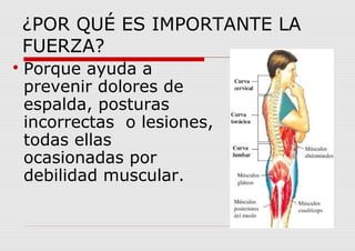 ¿POR QUÉ ES IMPORTANTE LA
FUERZA?

Porque ayuda a
prevenir dolores de
espalda, posturas
incorrectas o lesiones,
todas ellas
ocasionadas por
debilidad muscular.
 