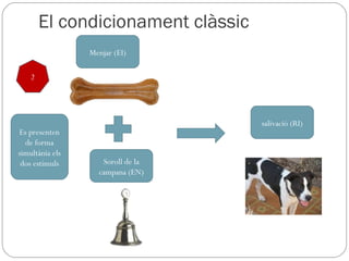 El condicionament clàssic Menjar (EI) salivació (RI) Soroll de la campana (EN) 2 Es presenten de forma simultània els dos estímuls 