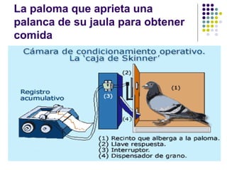 La paloma que aprieta una
palanca de su jaula para obtener
comida
 