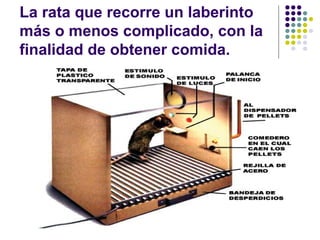 La rata que recorre un laberinto
más o menos complicado, con la
finalidad de obtener comida.
 