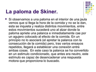 La paloma de Skiner.
 Si observamos a una paloma en el interior de una jaula
vemos que si llega la hora de la comida y no se la dan,
esta se inquieta y realiza distintos movimientos, entre
estos movimientos sucederá uno al alzar donde la
paloma apriete una palanca e inmediatamente cae por
un agujero colocado al efecto de la comida. En un
principio no lo asociará (el apretar la palanca con la
consecución de la comida) pero, tras varios ensayos
repetidos, llegará a establecer una conexión entre
ambas cosas. En este caso la palanca se ha convertido
en un estimulo condicionado, que antes era neutro, este
estímulo es capaz de desencadenar una respuesta
motora que proporciona lo buscado.
 