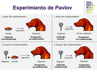 Experimiento de Pavlov
 