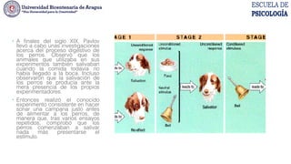 Experimento de Pavlov.
 A finales del siglo XIX, Pavlov
llevó a cabo unas investigaciones
acerca del proceso digestivo de
los perros. Observó que los
animales que utilizaba en sus
experimentos también salivaban
cuando la comida todavía no
había llegado a la boca. Incluso
observaron que la salivación de
los perros se producía ante la
mera presencia de los propios
experimentadores.
 Entonces realizó el conocido
experimento consistente en hacer
sonar una campana justo antes
de alimentar a los perros, de
manera que, tras varios ensayos
repetidos, comprobó que los
perros comenzaban a salivar
nada más presentarse el
estímulo.
 