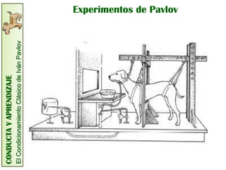 CONDUCTA Y APRENDIZAJE
El Condicionamiento Clásico de Iván Pavlov
                                             Experimentos de Pavlov
 