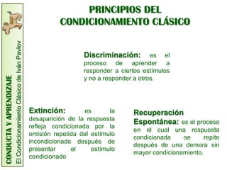 CONDUCTA
Y
APRENDIZAJE
El
Condicionamiento
Clásico
de
Iván
Pavlov
PRINCIPIOS DEL
CONDICIONAMIENTO CLÁSICO
Extinción: es la
desaparición de la respuesta
refleja condicionada por la
omisión repetida del estímulo
incondicionado después de
presentar el estímulo
condicionado
Recuperación
Espontánea: es el proceso
en el cual una respuesta
condicionada se repite
después de una demora sin
mayor condicionamiento.
Discriminación: es el
proceso de aprender a
responder a ciertos estímulos
y no a responder a otros.
 