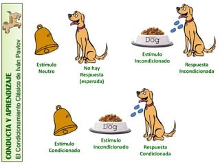 CONDUCTA
Y
APRENDIZAJE
El
Condicionamiento
Clásico
de
Iván
Pavlov
Estímulo
Neutro
No hay
Respuesta
(esperada)
Estímulo
Incondicionado
Respuesta
Incondicionada
Estímulo
Incondicionado Respuesta
Condicionada
Estímulo
Condicionado
 