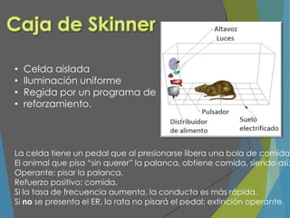 La celda tiene un pedal que al presionarse libera una bola de comida.
El animal que pisa “sin querer” la palanca, obtiene comida, siendo así:
Operante: pisar la palanca.
Refuerzo positivo: comida.
Si la tasa de frecuencia aumenta, la conducta es más rápida.
Si no se presenta el ER, la rata no pisará el pedal: extinción operante.
• Celda aislada
• Iluminación uniforme
• Regida por un programa de
• reforzamiento.
 