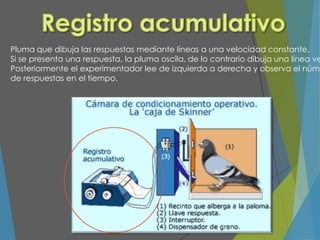Pluma que dibuja las respuestas mediante líneas a una velocidad constante.
Si se presenta una respuesta, la pluma oscila, de lo contrario dibuja una línea ve
Posteriormente el experimentador lee de izquierda a derecha y observa el núme
de respuestas en el tiempo.
 
