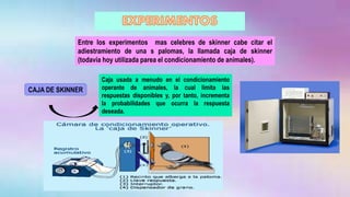 CAJA DE SKINNER
Caja usada a menudo en el condicionamiento
operante de animales, la cual limita las
respuestas disponibles y, por tanto, incrementa
la probabilidades que ocurra la respuesta
deseada.
Entre los experimentos mas celebres de skinner cabe citar el
adiestramiento de una s palomas, la llamada caja de skinner
(todavía hoy utilizada parea el condicionamiento de animales).
 