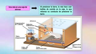 Una rata en una caja de
skinner
Al presionar la barra, la rata hace caer
bolitas de comida en la caja, lo que
refuerza su conducta de presionar la
barra
 