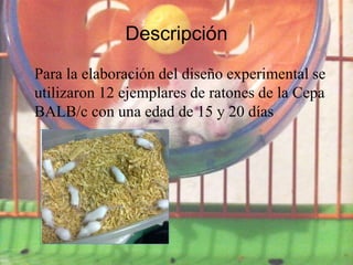 Descripción
Para la elaboración del diseño experimental se
utilizaron 12 ejemplares de ratones de la Cepa
BALB/c con una edad de 15 y 20 días
 