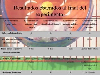 Resultados obtenidos al final del
experimento.
Características
observadas
Experimento con
estímulo visual
Grupo 1
Experimento con
estímulo visual Grupo 2
Experimento con
estímulo auditivo
Grupo 1
Experimento con
estímulo auditivo
Grupo 2
¿Hubo condicionamiento? Si Si Si Si
Días a los que reacciona
al condicionamiento
4 días 3 días 8 días 11 día
Días a los que se concretó
el condicionamiento
8 días 8 días 12 días Después de los 14 días
Estímulo predominante Estimulo Visual-
premio
Estimulo Visual-premio Estímulo auditivo-
alimento
Hubo un mayor
condicionamiento ante
el movimiento de la
caja.
¿Se obtuvo el resultado Si Si Si Parcialmente
 