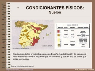 CONDICIONANTES FÍSICOS: Suelos Distribución de los principales suelos en España. La distribución de estos está muy relacionada con el roquedo que los sustenta y con el tipo de clima que actúa sobre ellos. Prof. Isaac Buzo Sánchez Fuente:  http://edafologia.ugr.es/ 