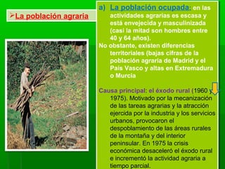 La población agrariaLa población agraria
a) La población ocupada: en las
actividades agrarias es escasa y
está envejecida y masculinizada
(casi la mitad son hombres entre
40 y 64 años).
No obstante, existen diferencias
territoriales (bajas cifras de la
población agraria de Madrid y el
País Vasco y altas en Extremadura
o Murcia
Causa principal: el éxodo rural (1960 y
1975). Motivado por la mecanización
de las tareas agrarias y la atracción
ejercida por la industria y los servicios
urbanos, provocaron el
despoblamiento de las áreas rurales
de la montaña y del interior
peninsular. En 1975 la crisis
económica desaceleró el éxodo rural
e incrementó la actividad agraria a
tiempo parcial.
a) La población ocupada: en las
actividades agrarias es escasa y
está envejecida y masculinizada
(casi la mitad son hombres entre
40 y 64 años).
No obstante, existen diferencias
territoriales (bajas cifras de la
población agraria de Madrid y el
País Vasco y altas en Extremadura
o Murcia
Causa principal: el éxodo rural (1960 y
1975). Motivado por la mecanización
de las tareas agrarias y la atracción
ejercida por la industria y los servicios
urbanos, provocaron el
despoblamiento de las áreas rurales
de la montaña y del interior
peninsular. En 1975 la crisis
económica desaceleró el éxodo rural
e incrementó la actividad agraria a
tiempo parcial.
 