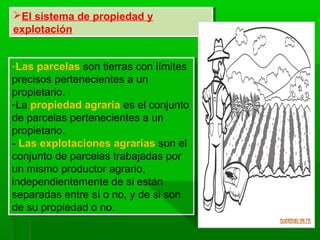 El sistema de propiedad y
explotación
El sistema de propiedad y
explotación
-Las parcelas son tierras con límites
precisos pertenecientes a un
propietario.
-La propiedad agraria es el conjunto
de parcelas pertenecientes a un
propietario.
- Las explotaciones agrarias son el
conjunto de parcelas trabajadas por
un mismo productor agrario,
independientemente de si están
separadas entre sí o no, y de si son
de su propiedad o no.
-Las parcelas son tierras con límites
precisos pertenecientes a un
propietario.
-La propiedad agraria es el conjunto
de parcelas pertenecientes a un
propietario.
- Las explotaciones agrarias son el
conjunto de parcelas trabajadas por
un mismo productor agrario,
independientemente de si están
separadas entre sí o no, y de si son
de su propiedad o no.
 