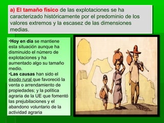 a) El tamaño físico de las explotaciones se ha
caracterizado históricamente por el predominio de los
valores extremos y la escasez de las dimensiones
medias.
a) El tamaño físico de las explotaciones se ha
caracterizado históricamente por el predominio de los
valores extremos y la escasez de las dimensiones
medias.
•Hoy en día se mantiene
esta situación aunque ha
disminuido el número de
explotaciones y ha
aumentado algo su tamaño
medio.
•Las causas han sido el
éxodo rural que favoreció la
venta o arrendamiento de
propiedades; y la política
agraria de la UE que fomentó
las prejubilaciones y el
abandono voluntario de la
actividad agraria.
•Hoy en día se mantiene
esta situación aunque ha
disminuido el número de
explotaciones y ha
aumentado algo su tamaño
medio.
•Las causas han sido el
éxodo rural que favoreció la
venta o arrendamiento de
propiedades; y la política
agraria de la UE que fomentó
las prejubilaciones y el
abandono voluntario de la
actividad agraria.
 
