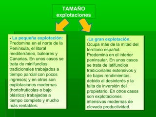 - La pequeña explotación:
Predomina en el norte de la
Península, el litoral
mediterráneo, baleares y
Canarias. En unos casos se
trata de minifundios
tradicionales trabajados a
tiempo parcial con pocos
ingresos; y en otros son
explotaciones modernas
(hortofrutícolas o bajo
plástico) trabajadas a
tiempo completo y mucho
más rentables.
- La pequeña explotación:
Predomina en el norte de la
Península, el litoral
mediterráneo, baleares y
Canarias. En unos casos se
trata de minifundios
tradicionales trabajados a
tiempo parcial con pocos
ingresos; y en otros son
explotaciones modernas
(hortofrutícolas o bajo
plástico) trabajadas a
tiempo completo y mucho
más rentables.
- La gran explotación.
Ocupa más de la mitad del
territorio español.
Predomina en el interior
peninsular. En unos casos
se trata de latifundios
tradicionales extensivos y
de bajos rendimientos,
debido al desinterés y la
falta de inversión del
propietario. En otros casos
son explotaciones
intensivas modernas de
elevado productividad.
- La gran explotación.
Ocupa más de la mitad del
territorio español.
Predomina en el interior
peninsular. En unos casos
se trata de latifundios
tradicionales extensivos y
de bajos rendimientos,
debido al desinterés y la
falta de inversión del
propietario. En otros casos
son explotaciones
intensivas modernas de
elevado productividad.
TAMAÑO
explotaciones
 