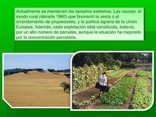 Actualmente se mantienen los tamaños extremos. Las causas: el
éxodo rural (década 1960) que favoreció la venta o el
arrendamiento de propiedades, y la política agraria de la Unión
Europea. Además, cada explotación está constituida, todavía,
por un alto número de parcelas, aunque la situación ha mejorado
por la concentración parcelaria.
Actualmente se mantienen los tamaños extremos. Las causas: el
éxodo rural (década 1960) que favoreció la venta o el
arrendamiento de propiedades, y la política agraria de la Unión
Europea. Además, cada explotación está constituida, todavía,
por un alto número de parcelas, aunque la situación ha mejorado
por la concentración parcelaria.
 