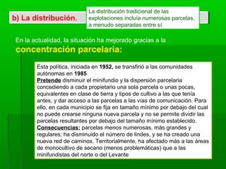 b) La distribución.b) La distribución.
La distribución tradicional de las
explotaciones incluía numerosas parcelas,
a menudo separadas entre sí
En la actualidad, la situación ha mejorado gracias a la
concentración parcelaria:
Esta política, iniciada en 1952, se transfirió a las comunidades
autónomas en 1985
Pretende disminuir el minifundio y la dispersión parcelaria
concediendo a cada propietario una sola parcela o unas pocas,
equivalentes en clase de tierra y tipos de cultivo a las que tenía
antes, y dar acceso a las parcelas a las vías de comunicación. Para
ello, en cada municipio se fija en tamaño mínimo por debajo del cual
no puede crearse ninguna nueva parcela y no se permite dividir las
parcelas resultantes por debajo del tamaño mínimo establecido.
Consecuencias: parcelas menos numerosas, más grandes y
regulares; ha disminuido el número de lindes, y se ha creado una
nueva red de caminos. Territorialmente, ha afectado más a las áreas
de monocultivo de secano (menos problemáticas) que a las
minifundistas del norte o del Levante.
 