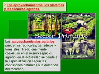 Los aprovechamientos, los sistemas
y las técnicas agrarias.
Los aprovechamientos, los sistemas
y las técnicas agrarias.
Los aprovechamientos agrarios
pueden ser agrícolas, ganaderos y
forestales. Tradicionalmente
coexistían en el mismo espacio
agrario, en la actualidad se tiende a
la especialización según las
condiciones naturales o la demanda
del mercado
 