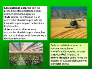 Los sistemas agrarios son los
procedimientos empleados para
obtener productos agrarios.
•Extensivos: si el terreno no se
aprovecha al máximo por falta de
inversión o por empleo de técnicas
tradicionales
•Intensivos: si el terreno se
aprovecha al máximo por el empleo
de mucho trabajo, o de inversiones y
técnicas modernas.
En la actualidad se avanza
hacia una creciente
intensificación agraria, aunque
la nueva PAC impulsa la
extensificación como forma de
mejorar el cuidado del suelo y el
bienestar animal
En la actualidad se avanza
hacia una creciente
intensificación agraria, aunque
la nueva PAC impulsa la
extensificación como forma de
mejorar el cuidado del suelo y el
bienestar animal
 