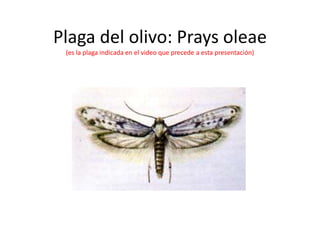 Plaga del olivo: Prays oleae
(es la plaga indicada en el video que precede a esta presentación)
 