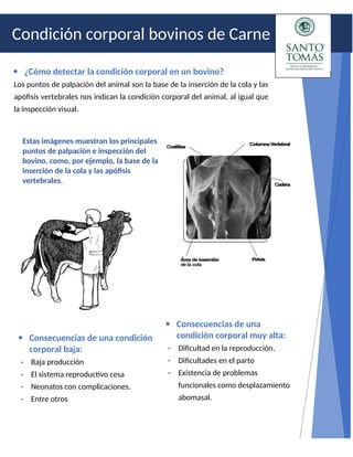 Estas imágenes muestran los principales
puntos de palpación e inspección del
bovino, como, por ejemplo, la base de la
inserción de la cola y las apófisis
vertebrales.
Condición corporal bovinos de Carne
 Consecuencias de una
condición corporal muy alta:
- Dificultad en la reproducción.
- Dificultades en el parto
- Existencia de problemas
funcionales como desplazamiento
abomasal.
 Consecuencias de una condición
corporal baja:
- Baja producción
- El sistema reproductivo cesa
- Neonatos con complicaciones.
- Entre otros
 ¿Cómo detectar la condición corporal en un bovino?
Los puntos de palpación del animal son la base de la inserción de la cola y las
apófisis vertebrales nos indican la condición corporal del animal, al igual que
la inspección visual.
 