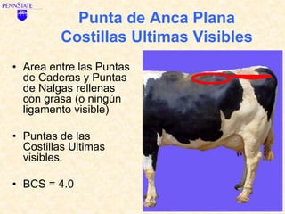 Area Rellena condicion corporal bovina.ppt