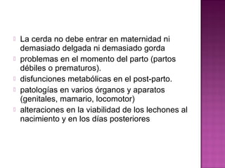  La cerda no debe entrar en maternidad ni
demasiado delgada ni demasiado gorda
 problemas en el momento del parto (partos
débiles o prematuros).
 disfunciones metabólicas en el post-parto.
 patologías en varios órganos y aparatos
(genitales, mamario, locomotor)
 alteraciones en la viabilidad de los lechones al
nacimiento y en los días posteriores
 