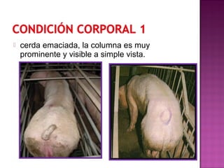  cerda emaciada, la columna es muy
prominente y visible a simple vista.
 