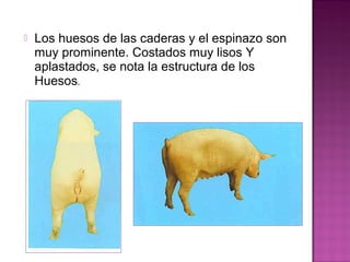  Los huesos de las caderas y el espinazo son
muy prominente. Costados muy lisos Y
aplastados, se nota la estructura de los
Huesos.
 