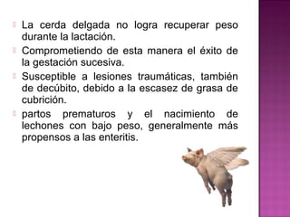  La cerda delgada no logra recuperar peso
durante la lactación.
 Comprometiendo de esta manera el éxito de
la gestación sucesiva.
 Susceptible a lesiones traumáticas, también
de decúbito, debido a la escasez de grasa de
cubrición.
 partos prematuros y el nacimiento de
lechones con bajo peso, generalmente más
propensos a las enteritis.
 