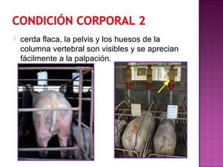  cerda flaca, la pelvis y los huesos de la
columna vertebral son visibles y se aprecian
fácilmente a la palpación.
 
