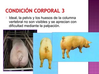  Ideal, la pelvis y los huesos de la columna
vertebral no son visibles y se aprecian con
dificultad mediante la palpación.
 